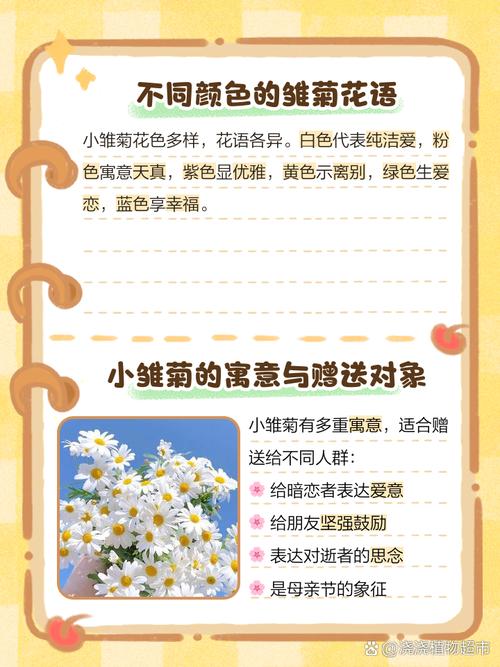 小雏菊花语，小雏菊图片，小雏菊的花语和寓意适合送给哪些人-第5张图片-优品飞百科