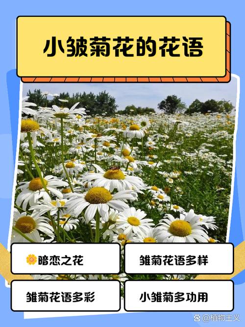 小雏菊花语，小雏菊图片，小雏菊的花语和寓意适合送给哪些人-第6张图片-优品飞百科