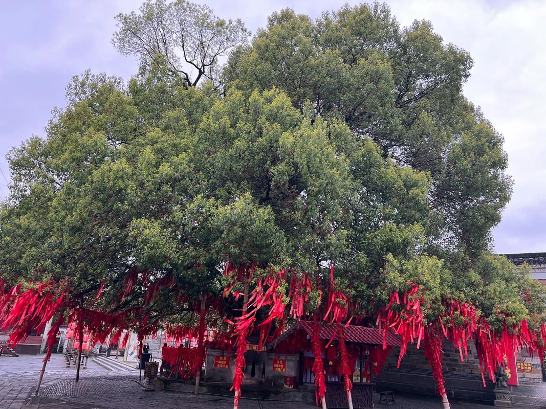 鹰潭天气预报15天，天气预报鹰潭天气预报？-第5张图片-优品飞百科