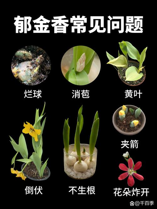 郁金香有毒吗？郁金香有毒吗可以在家里养吗？