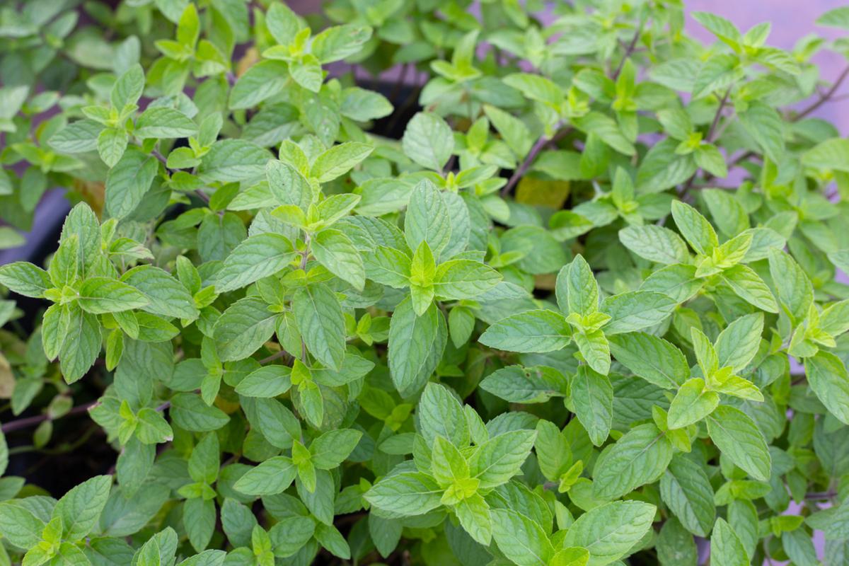 郁金香有毒吗？郁金香有毒吗可以在家里养吗？-第2张图片-优品飞百科