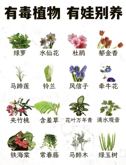 郁金香有毒吗？郁金香有毒吗可以在家里养吗？-第5张图片-优品飞百科