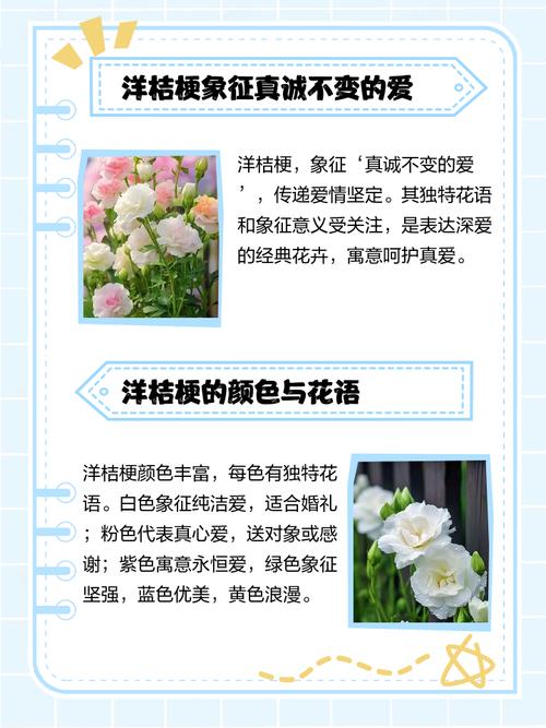 粉红洋桔梗花语，粉红洋桔梗花语是什么？-第3张图片-优品飞百科