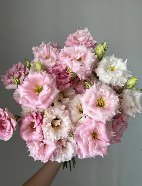 粉红洋桔梗花语，粉红洋桔梗花语是什么？-第5张图片-优品飞百科