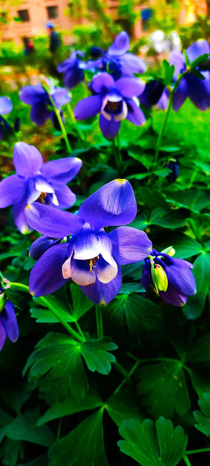 耧斗菜的功效和作用，耧斗菜的种植方法和时间-第1张图片-优品飞百科