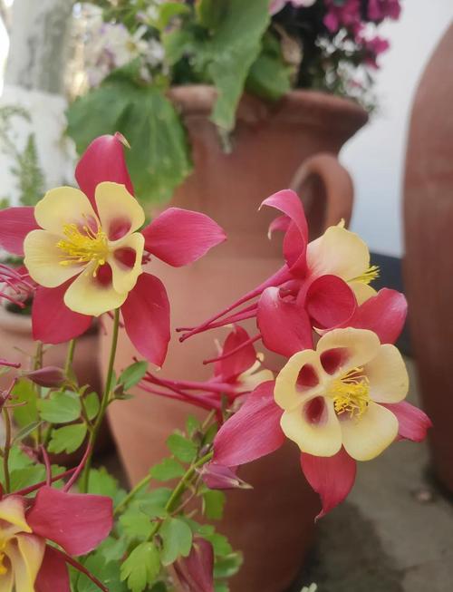 耧斗菜的功效和作用，耧斗菜的种植方法和时间-第2张图片-优品飞百科