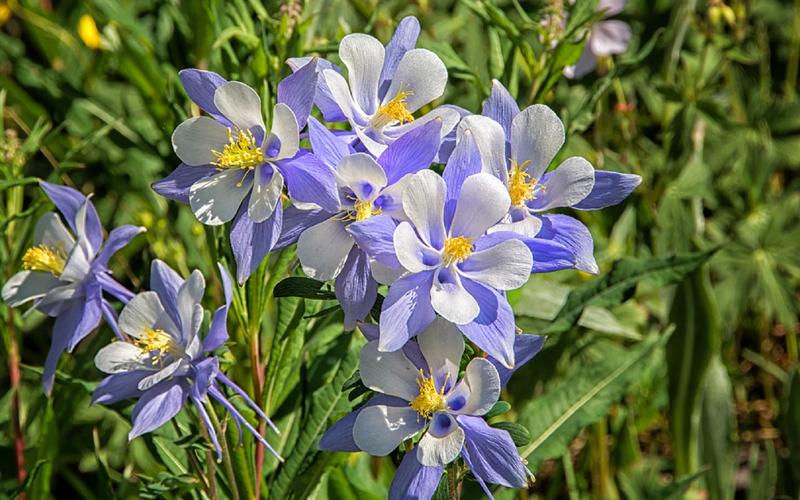 耧斗菜的功效和作用，耧斗菜的种植方法和时间-第3张图片-优品飞百科