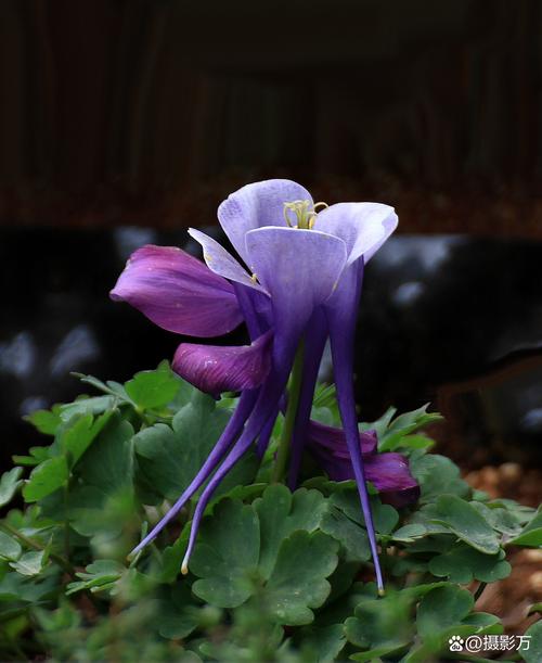 耧斗菜的功效和作用，耧斗菜的种植方法和时间-第4张图片-优品飞百科