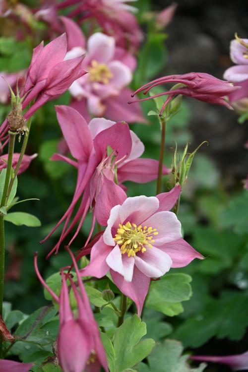 耧斗菜的功效和作用，耧斗菜的种植方法和时间-第5张图片-优品飞百科