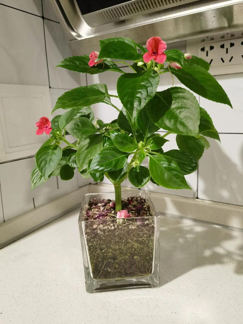 玻璃翠适合在室内养吗，玻璃翠可以室内养吗-第2张图片-优品飞百科