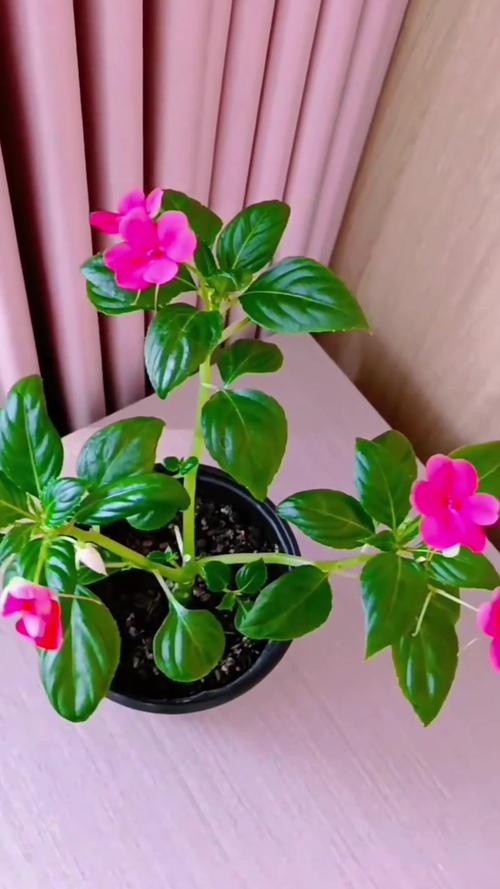 玻璃翠适合在室内养吗，玻璃翠可以室内养吗-第3张图片-优品飞百科