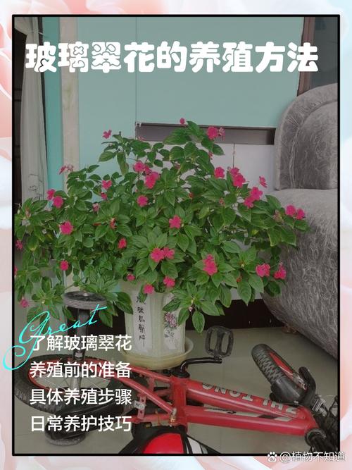 玻璃翠适合在室内养吗，玻璃翠可以室内养吗-第4张图片-优品飞百科