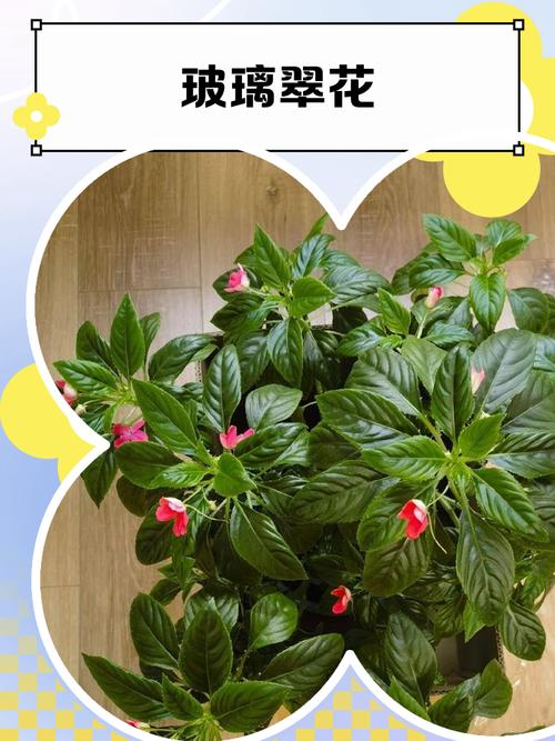 玻璃翠适合在室内养吗，玻璃翠可以室内养吗-第5张图片-优品飞百科