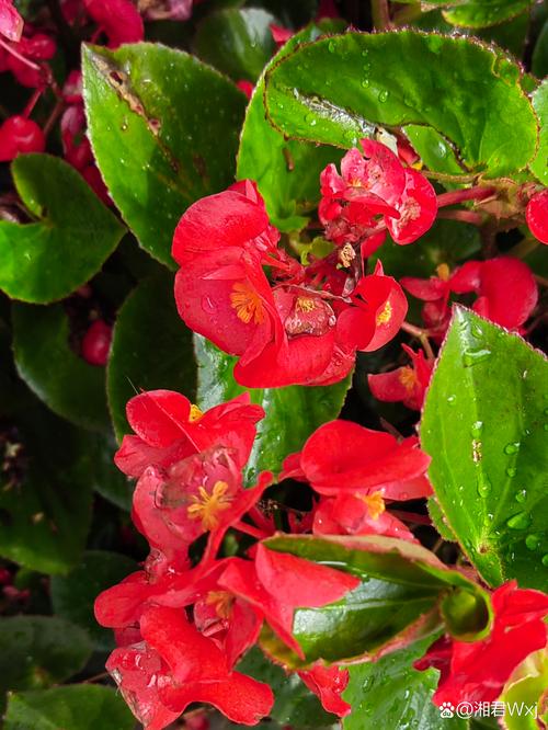 玻璃翠适合在室内养吗，玻璃翠可以室内养吗-第7张图片-优品飞百科