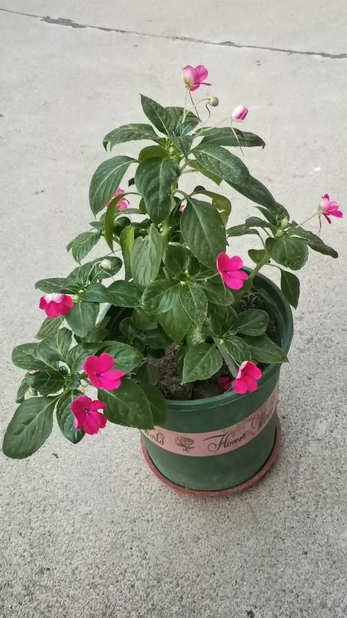 玻璃翠适合在室内养吗，玻璃翠可以室内养吗-第8张图片-优品飞百科