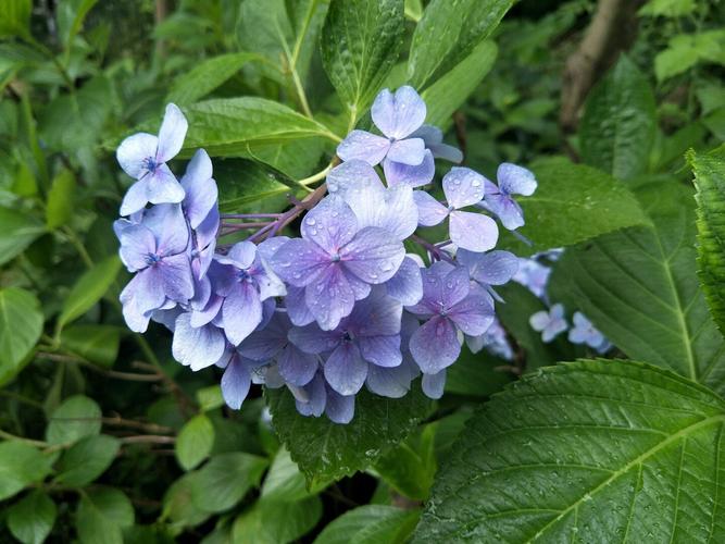 青山天气预报,青城山天气预报?-第5张图片-优品飞百科 青山天气预报,青城山天气预报?-第5张图片-优品飞百科