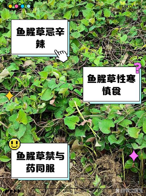 鱼腥草煮水小孩能吃吗，鱼腥草煮水小孩能喝吗？-第2张图片-优品飞百科