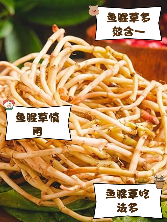 鱼腥草煮水小孩能吃吗，鱼腥草煮水小孩能喝吗？-第3张图片-优品飞百科