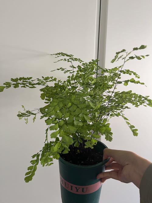 家中养铁线蕨有什么好处，家养铁线蕨好不好