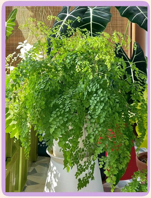 家中养铁线蕨有什么好处，家养铁线蕨好不好-第2张图片-优品飞百科