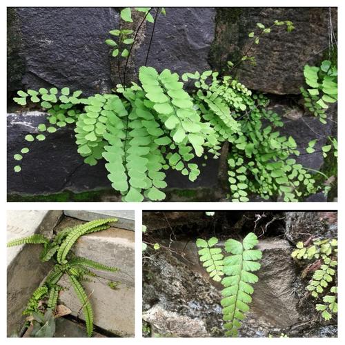 家中养铁线蕨有什么好处，家养铁线蕨好不好-第3张图片-优品飞百科