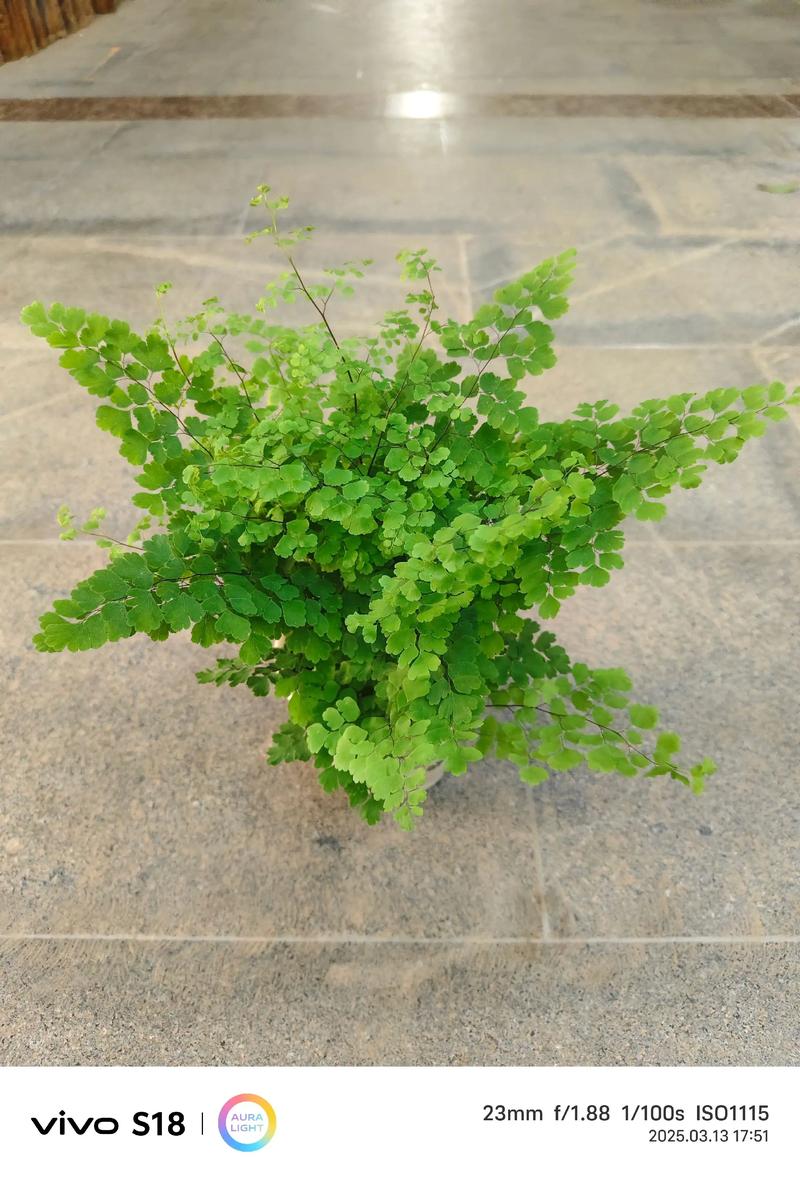 家中养铁线蕨有什么好处，家养铁线蕨好不好-第4张图片-优品飞百科