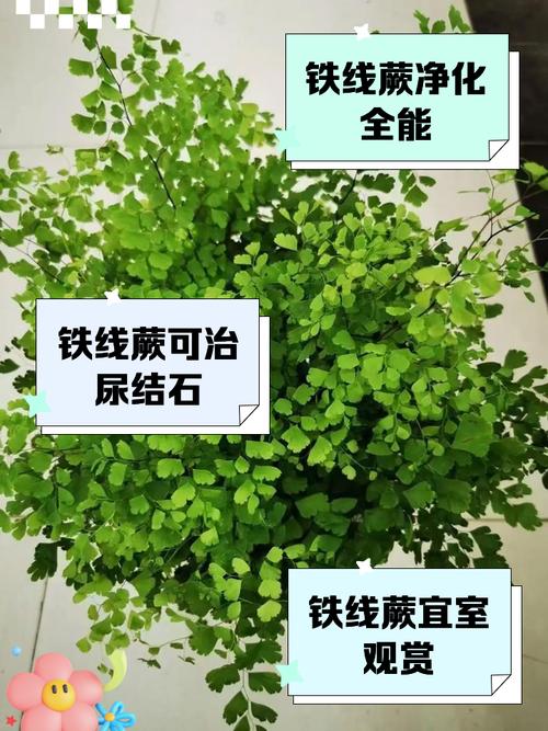 家中养铁线蕨有什么好处，家养铁线蕨好不好-第5张图片-优品飞百科