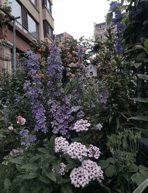 飞燕草的主要价值，飞燕草是中草药吗？