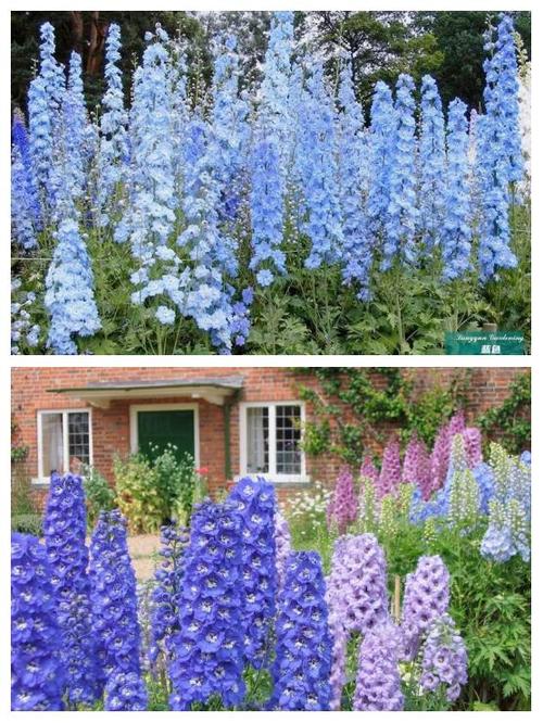 飞燕草的主要价值,飞燕草是中草药吗?-第2张图片-优品飞百科 飞燕草的主要价值,飞燕草是中草药吗?-第2张图片-优品飞百科