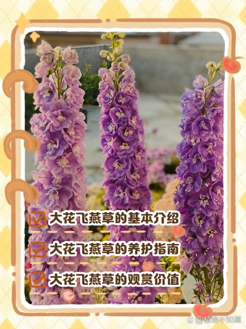 飞燕草的主要价值,飞燕草是中草药吗?-第3张图片-优品飞百科 飞燕草的主要价值,飞燕草是中草药吗?-第3张图片-优品飞百科