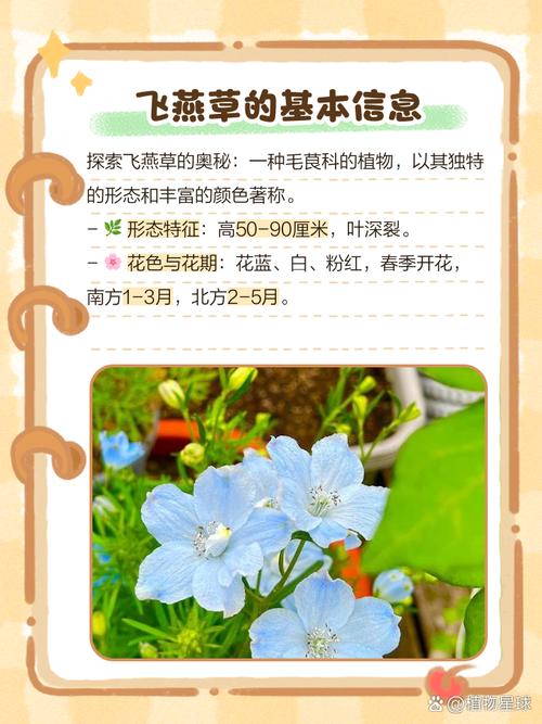 飞燕草的主要价值,飞燕草是中草药吗?-第4张图片-优品飞百科 飞燕草的主要价值,飞燕草是中草药吗?-第4张图片-优品飞百科