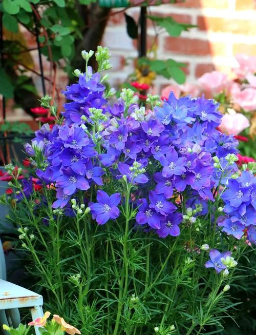 飞燕草的主要价值,飞燕草是中草药吗?-第5张图片-优品飞百科 飞燕草的主要价值,飞燕草是中草药吗?-第5张图片-优品飞百科