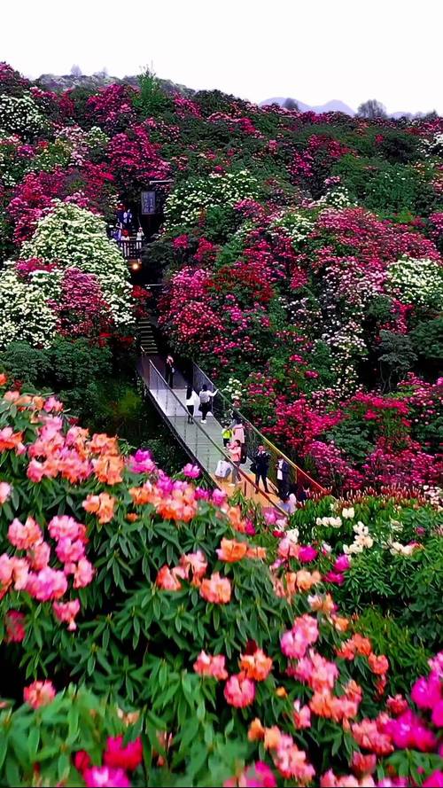 九洞天天气预报？贵州九洞天天气预报？-第3张图片-优品飞百科