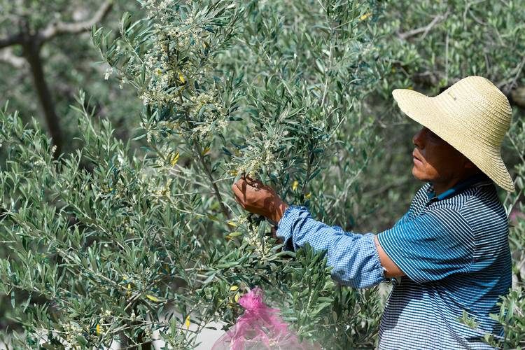 橄榄花的花语及传说，橄榄花的花语及传说是什么