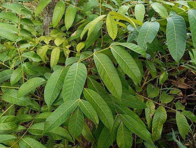 橄榄花的花语及传说,橄榄花的花语及传说是什么-第3张图片-优品飞百科 橄榄花的花语及传说,橄榄花的花语及传说是什么-第3张图片-优品飞百科