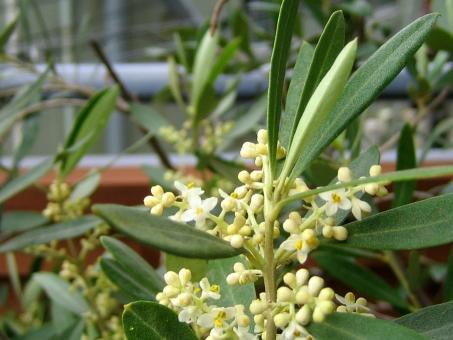 橄榄花的花语及传说,橄榄花的花语及传说是什么-第4张图片-优品飞百科 橄榄花的花语及传说,橄榄花的花语及传说是什么-第4张图片-优品飞百科