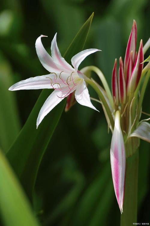 橄榄花的花语及传说,橄榄花的花语及传说是什么-第5张图片-优品飞百科 橄榄花的花语及传说,橄榄花的花语及传说是什么-第5张图片-优品飞百科