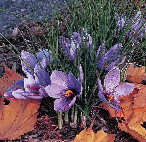 番红花的花语和寓意，有什么传说故事？番红花的花语和寓意,有什么传说故事吗？-第2张图片-优品飞百科