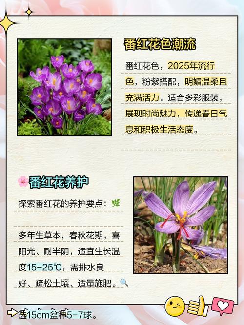 番红花的花语和寓意，有什么传说故事？番红花的花语和寓意,有什么传说故事吗？-第3张图片-优品飞百科