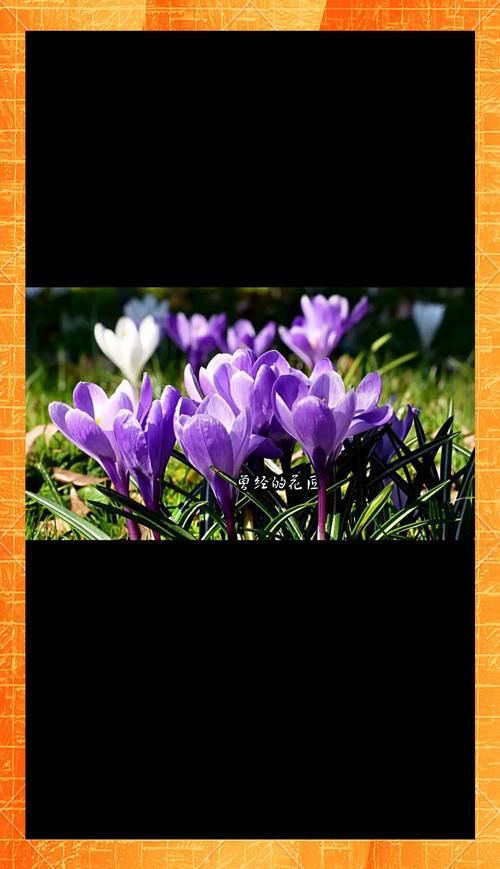 番红花的花语和寓意，有什么传说故事？番红花的花语和寓意,有什么传说故事吗？-第4张图片-优品飞百科