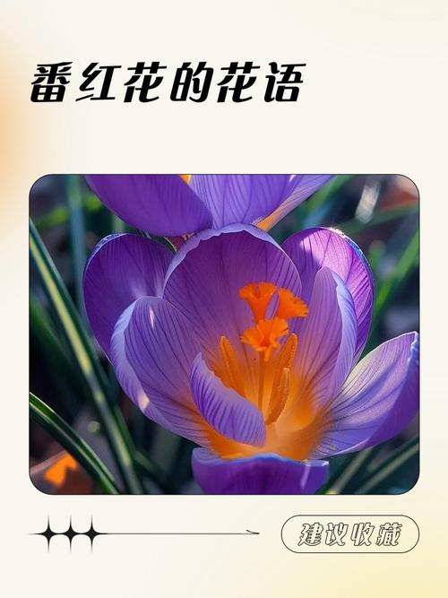 番红花的花语和寓意，有什么传说故事？番红花的花语和寓意,有什么传说故事吗？-第6张图片-优品飞百科