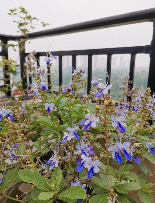 蓝蝴蝶的主要价值是什么,蓝蝴蝶是什么植物的花?-第2张图片-优品飞百科 蓝蝴蝶的主要价值是什么,蓝蝴蝶是什么植物的花?-第2张图片-优品飞百科