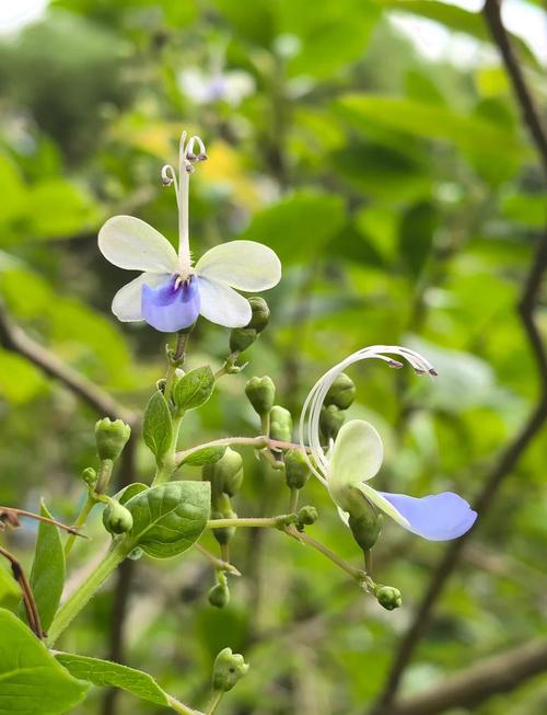 蓝蝴蝶的主要价值是什么,蓝蝴蝶是什么植物的花?-第3张图片-优品飞百科 蓝蝴蝶的主要价值是什么,蓝蝴蝶是什么植物的花?-第3张图片-优品飞百科