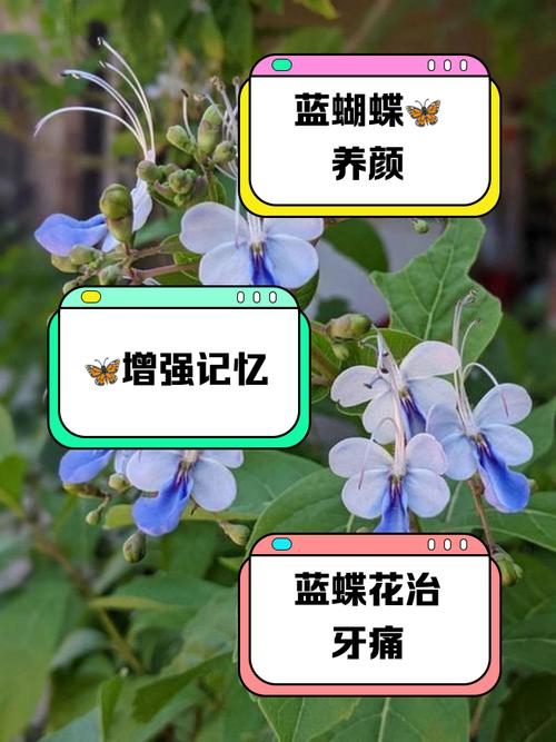 蓝蝴蝶的主要价值是什么,蓝蝴蝶是什么植物的花?-第4张图片-优品飞百科 蓝蝴蝶的主要价值是什么,蓝蝴蝶是什么植物的花?-第4张图片-优品飞百科