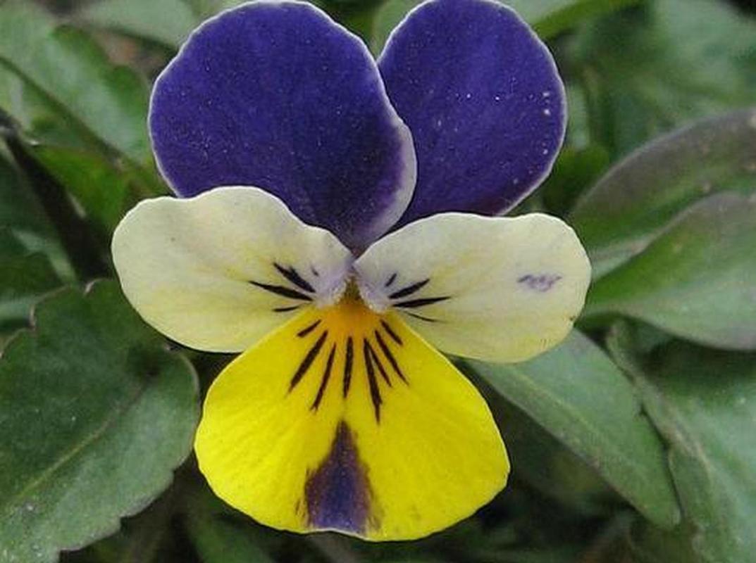 蓝蝴蝶的主要价值是什么,蓝蝴蝶是什么植物的花?-第5张图片-优品飞百科 蓝蝴蝶的主要价值是什么,蓝蝴蝶是什么植物的花?-第5张图片-优品飞百科