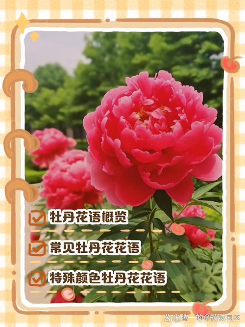 牡丹的寓意，二乔牡丹的寓意？