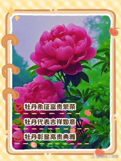 牡丹的寓意，二乔牡丹的寓意？-第3张图片-优品飞百科