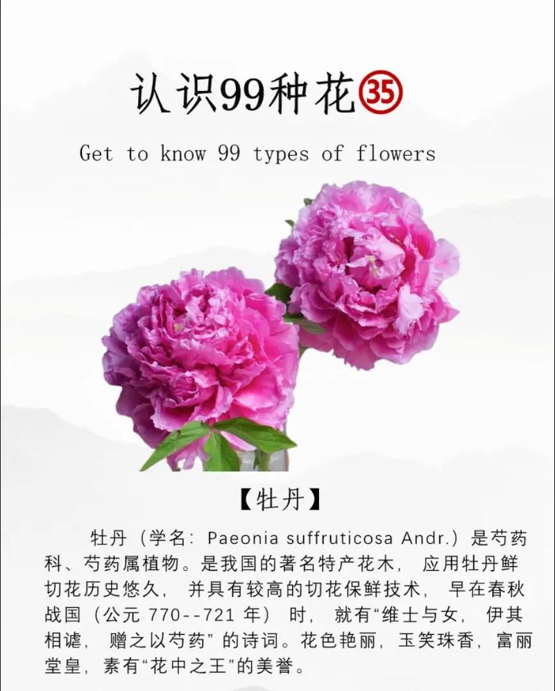 牡丹的寓意，二乔牡丹的寓意？-第5张图片-优品飞百科