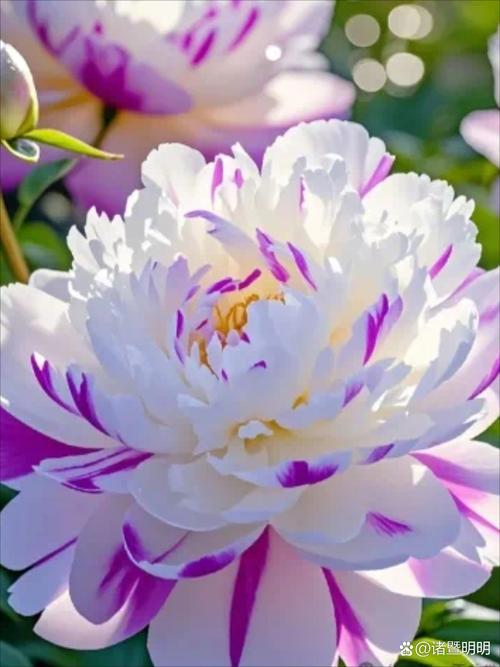 牡丹的寓意，二乔牡丹的寓意？-第7张图片-优品飞百科