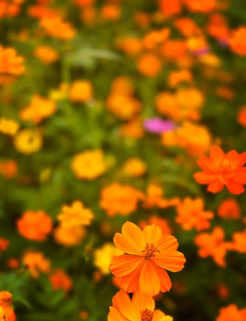 满天星的寓意及象征，满天星象征与寓意-第2张图片-优品飞百科